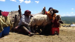 Muştaki yaylalarda konaklayan göçerlerin süt mesaisi