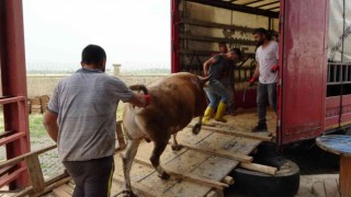 Muştan batı illerine kurbanlık sevkiyatı başladı