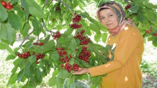 Napolyon türü kirazlar üreticinin yüzünü güldürüyor