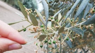 Nazilli İlçe Tarım ve Orman Müdürlüğü üreticileri zeytin güvesine karşı uyardı