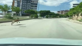 Nesli koruma altında olan dağ keçisi, şehir merkezinde araçla yarıştı