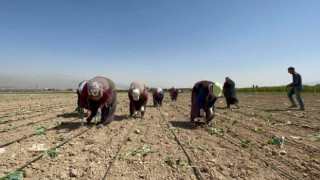 Niğdede beyaz lahana dikimi başladı