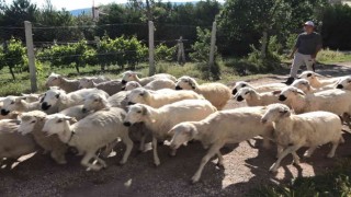 Öğrencilerin beslediği küçükbaş kurbanlıklar görücüye çıktı