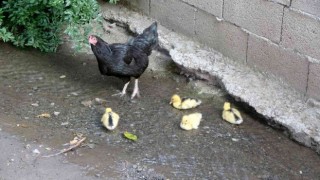 Ördek yavrularına annelik yapan tavuk