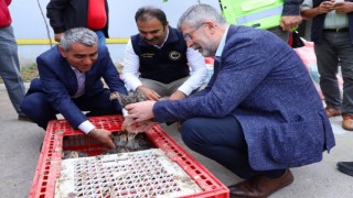 Orduda çiftçilere hindi palazı dağıtıldı
