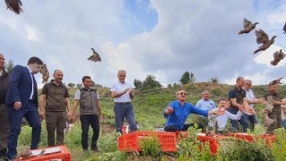 Osmaniye'de Bin keklik, yanan ormanlık alanda doğaya salındı