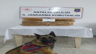 Otobüs bagajında 50 kilo kaçak tütün ele geçirildi
