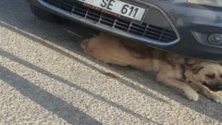 Otomobilin altına sıkışan köpeği itfaiye kurtardı