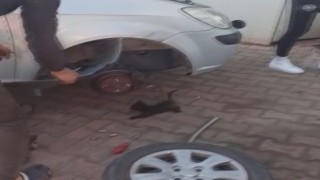 Otomobilin çamurluğuna sıkışan yavru kediyi esnaf kurtardı