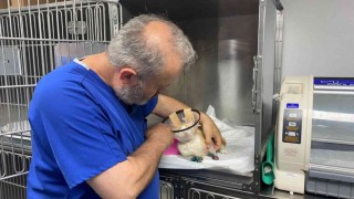 Otomobilin ezmesi sonucu 1 patisini kaybeden kedi, yoğun bakımda yaşam savaşı veriyor