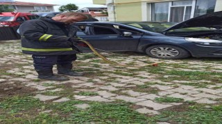 Otomobilin motoruna giren yılanı itfaiye çıkardı