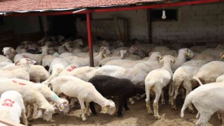 (ÖZEL) Her bütçeye en uygunu küçükbaş havan