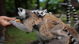 (Özel) Lemur ailesine katılan 6 yavru annesinin sırtından inmedi