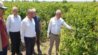 Öztürk, Salihlide doludan etkilenen tarım arazilerini inceledi