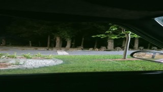 Piknik alanını basan domuzlar üredi