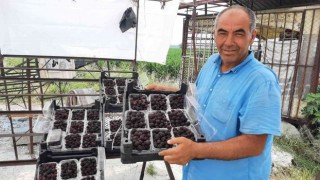 Sadece 5 dekardan 25 günde 300 bin lira kazanıyor