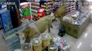 Sahibinin elinden kurtulan kurbanlık inekler markete girdi