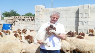 Şahinbeyde hayvancılık gelişiyor