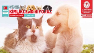 Sahipli kedi ve köpeklerin yıl sonuna kadar kimliklenmesi gerekiyor