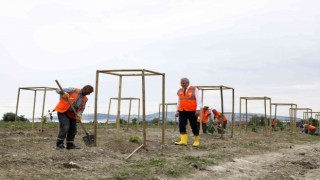 Sakaryada ilk kez avokado fidanı toprakla buluştu