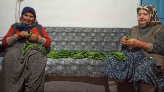 Salamura için yapraklar demetlenmeye başlandı
