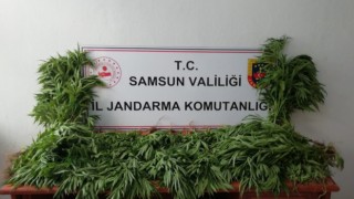 Samsunda jandarma tarafından kubar esrar ve tarlada ekili kenevir ele geçirildi