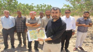 Şanlıurfada fıstık üreticileri baklavacılara ateş püskürdü
