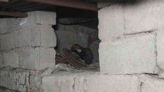Sansarlar, Akyüz ailesini tedirgin ediyor