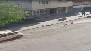 Sarıkamışta merkeze inan boz ayı panik yaşattı