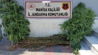 Sazlık alanda 45 kök Hint keneviri ele geçirildi