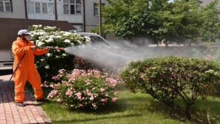 Selçukluda haşerelere karşı ilaçlama çalışmaları sürüyor