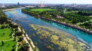 Seyhan Nehrini yosunlar istila etti