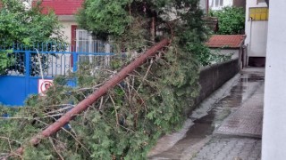 Şiddetli rüzgar ağaçları devirdi, elektrik tellerini kopardı