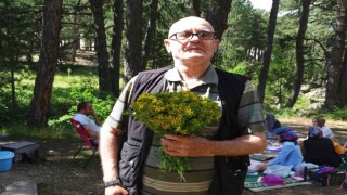 Simav Gölcük Yaylasında piknikçilerin gözdesi Sarı kantaron otu