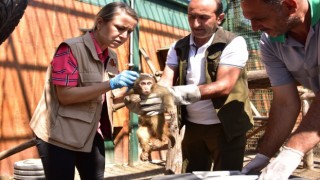 Sınır kapısında yakalanan maymunlar Malatyada