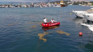 Sinopta deniz yüzeyinde oluşan kirlilik temizleniyor