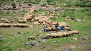 Şırnak yaylaları 600 bin küçükbaş hayvana ev sahipliği yapıyor