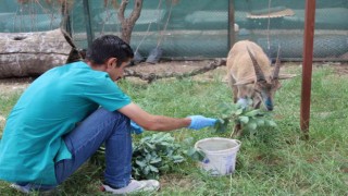 Şırnakta askeri birlikler yaralı dağ keçisini buldu, ekipler tedavi altına aldı