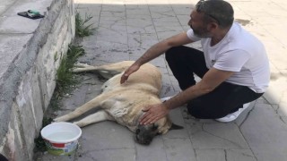 Sokak köpeği Kocakız için vatandaşlar seferber oldu