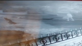 Sokak köpekleri işten dönen Hasrete işte böyle saldırdı
