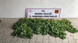 Somada dere yatağına ekilen kenevirler imha edildi