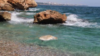 Su sporları araçlarına, caretta caretta uyarısı