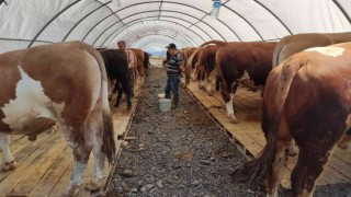 Sultangazide kurban pazarı kuruldu