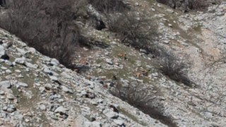 Sürü halindeki alageyikler kamerada