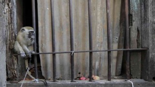Tanzanyada maymunların kaçırdığı 1 aylık bebek öldü
