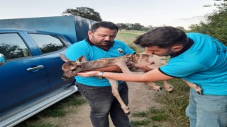 Tarlada bulunan yaralı ceylan yavrusu tedaviye alındı