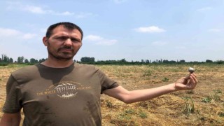 Tarladaki 10 ton sarımsağı çaldılar