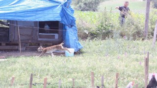 Tavuk kümesine gelen vaşak, balıkçı ağıyla yakalandı