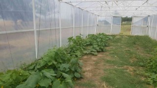 Tekirdağda öğrenciler organik sebze ve meyve yetiştiriyor