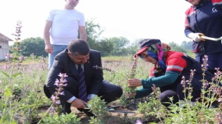 Tıbbi aromatik projesinde ilk hasat yapıldı